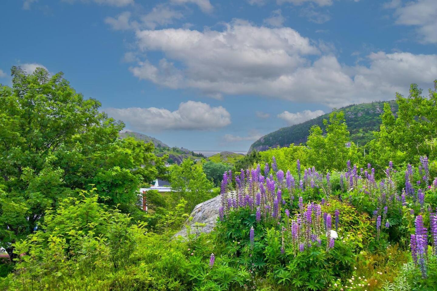 The Vista At Quidi Vidi - Stunning Views & Trails Villa San Juan de Terranova Exterior foto